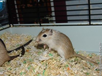 male Agouti Sp