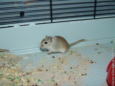 femelle Agouti Sp. ( reservée )